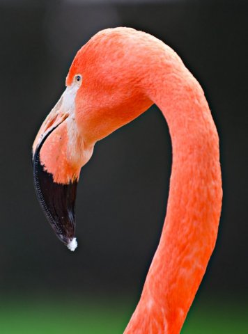 Beveruitstapje (Zoo) 2012