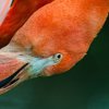 Beveruitstapje (Zoo) 2012