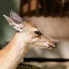 Beveruitstapje (Zoo) 2012